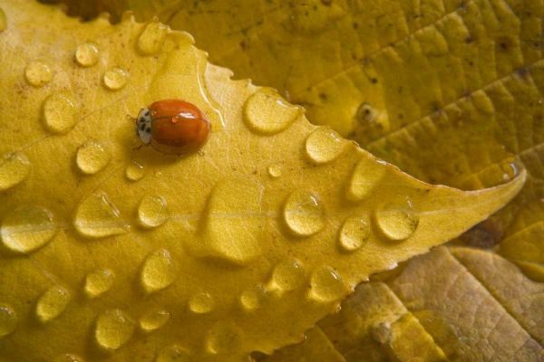 Ladybug on fall-colored leaf